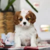 Brown and white Cavalier