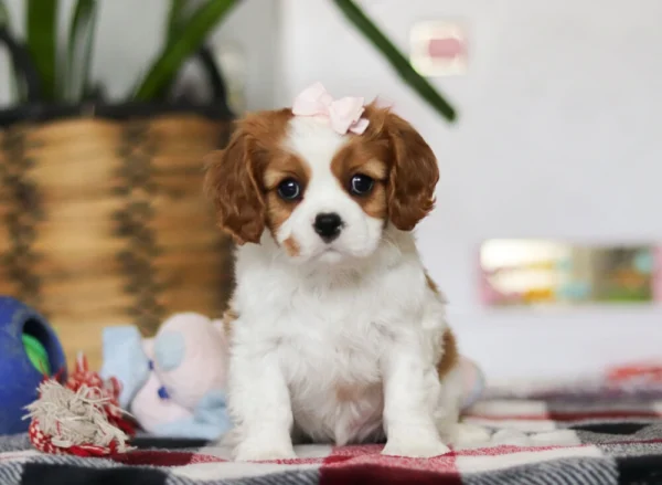 Brown and white Cavalier