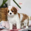 Cute Cavalier puppy