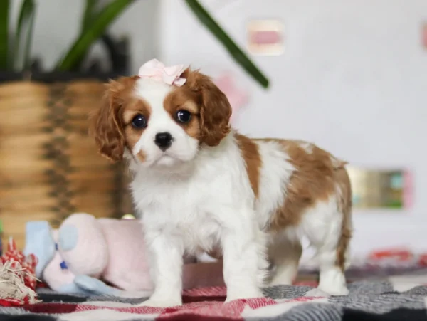Cute Cavalier puppy