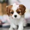 Close up of Cavalier puppy