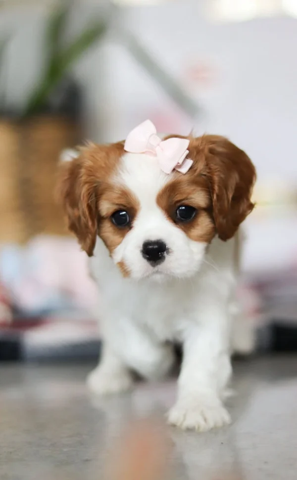 Close up of Cavalier puppy