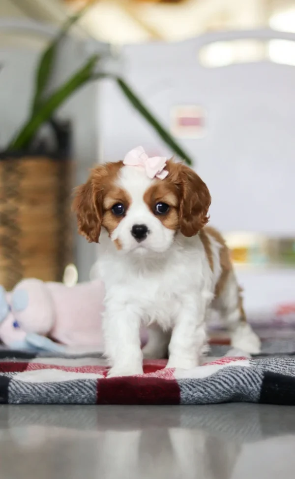 Cavalier puppy with pink ribbon