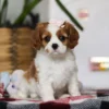 Sitting Cavalier puppy