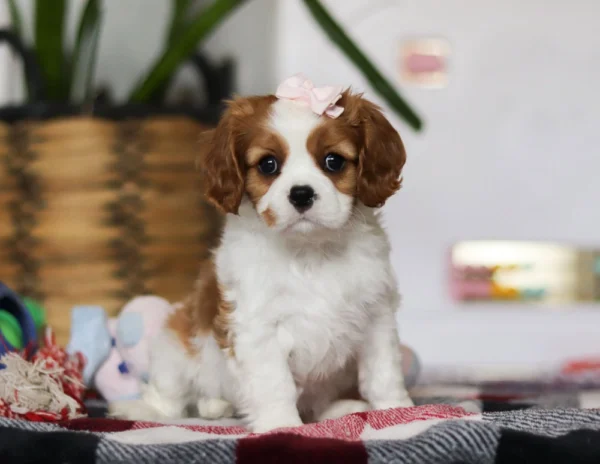Sitting Cavalier puppy