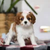 Cavalier puppy for adoption