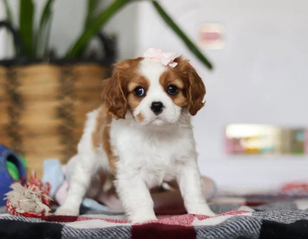 Cavalier puppy for adoption
