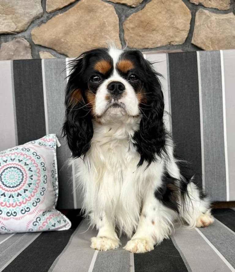 Tri colored Cavalier dog