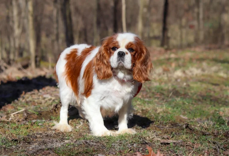 Lexy is a Cavalier King Charles adult mom
