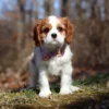 Brown and white Cavalier puppy