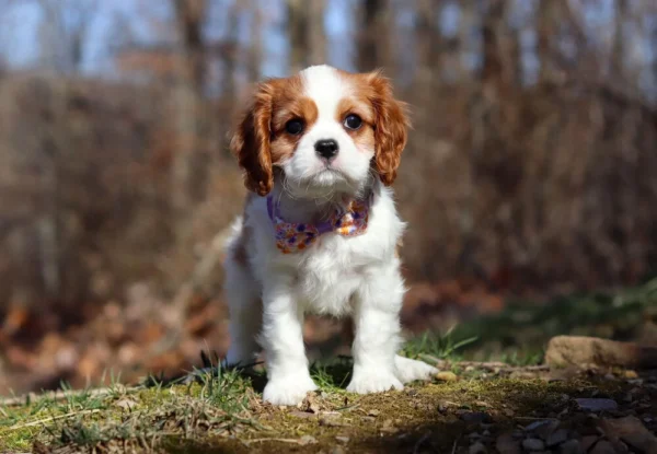 Brown and white Cavalier puppy