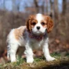 Puppy posing for a picture by the woods