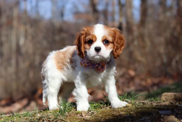 Puppy posing for a picture by the woods