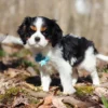 Black, what, and tan Cavalier puppy