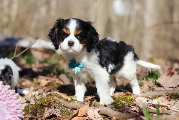 Black, what, and tan Cavalier puppy