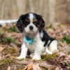 Cavalier puppy posing for a photo in the woods
