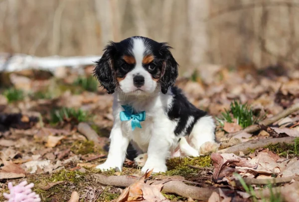 Cavalier puppy posing for a photo in the woods