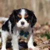 Cavalier puppy available for adoption