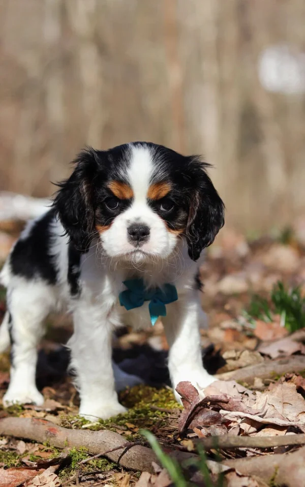Cavalier puppy available for adoption