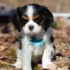 Cavalier puppy with blue ribbon