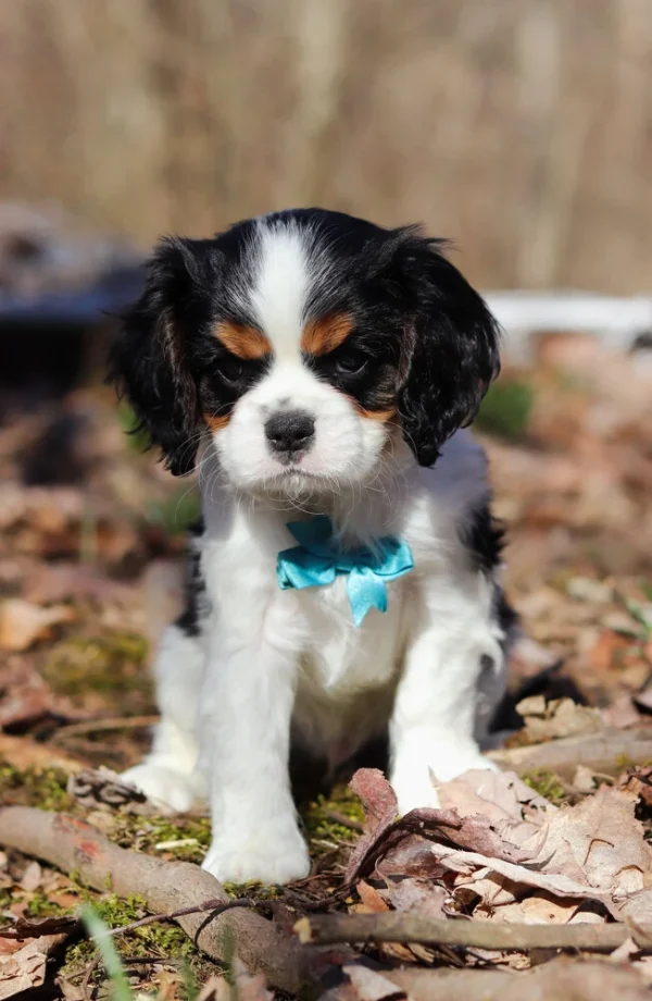 Cavalier puppy with blue ribbon