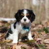Cavalier puppy with blue collar