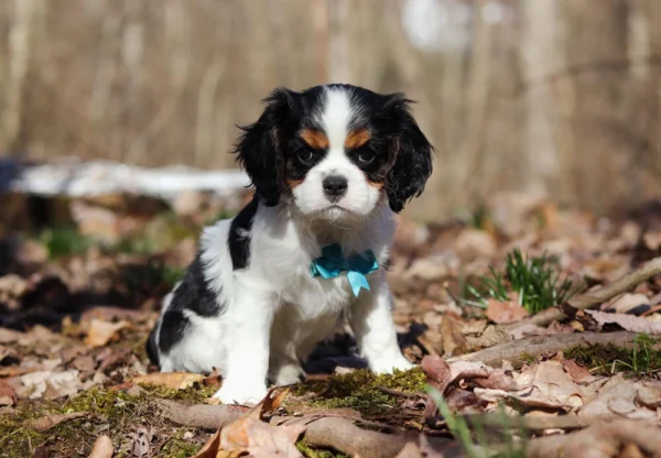 Cavalier puppy with blue collar