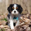 Cavalier puppy in the woods