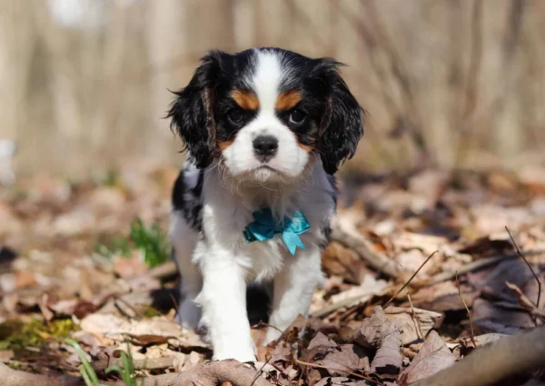 Cavalier puppy in the woods