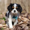 Cavalier puppy available for adoption from My Cavalier Pups
