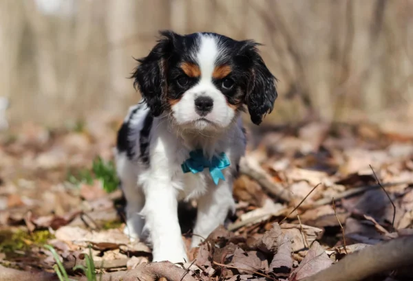 Cavalier puppy available for adoption from My Cavalier Pups