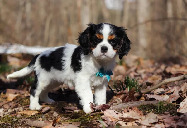 Side view of a Cavalier puppy in the woods