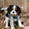 Cavalier puppy gazing at the camera