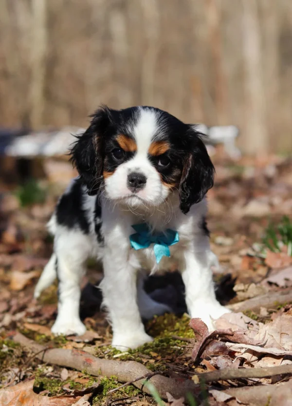 Cavalier puppy gazing at the camera
