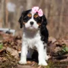 Black, white and brown Cavalier puppy
