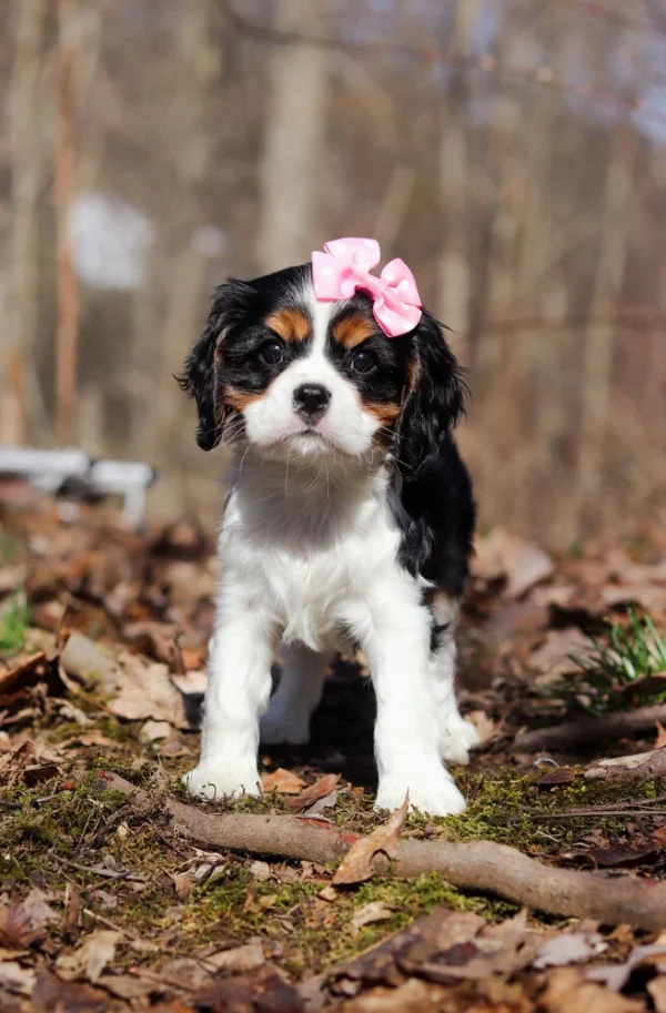 Black, white and brown Cavalier puppy