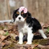 Cavalier puppy with pink bow