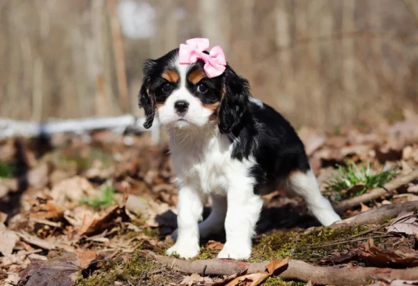 Cavalier puppy with pink bow