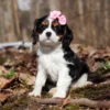 Cavalier puppy with pink ribbon on its head