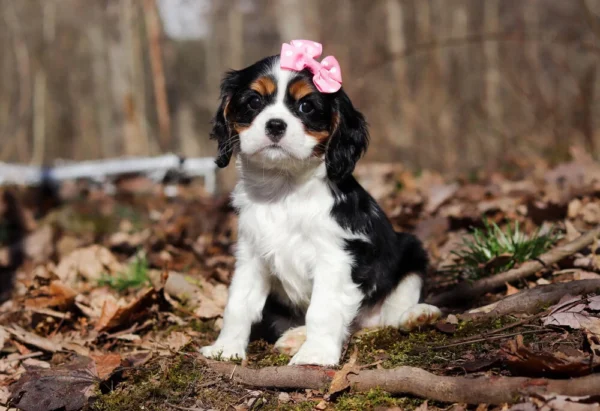Cavalier puppy with pink ribbon on its head