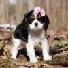 Cavalier puppy posing in the woods