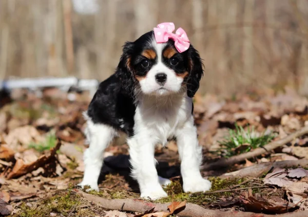 Cavalier puppy posing in the woods