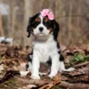Cavalier puppy posing in the woods with a ribbon