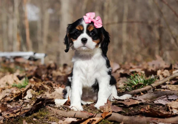Cavalier puppy posing in the woods with a ribbon