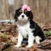 Cavalier puppy sitting in the woods