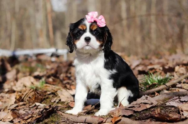 Cavalier puppy sitting in the woods