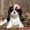 Cute Cavalier puppy available for adoption