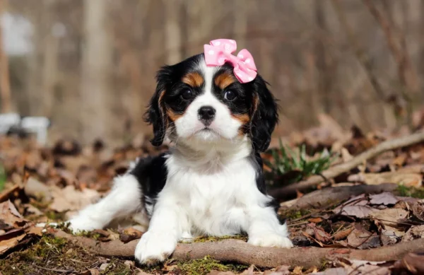 Cute Cavalier puppy available for adoption