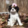 Puppy sitting in the woods with a pink ribbon