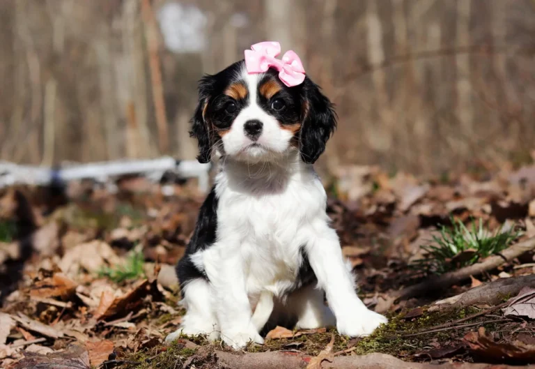 Puppy sitting in the woods with a pink ribbon